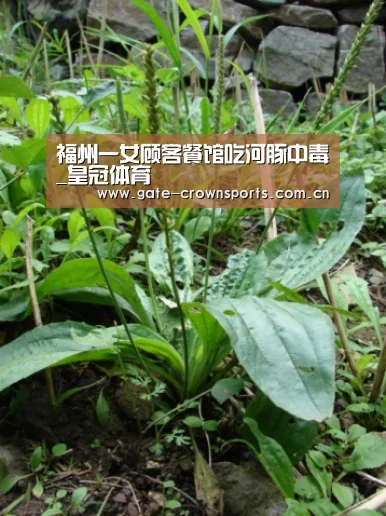 福州一女顾客餐馆吃河豚中毒_皇冠体育(图3) 皇冠体育